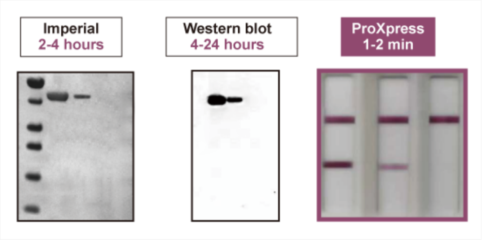 ProXpress蛋白快速檢測(cè)案例分享