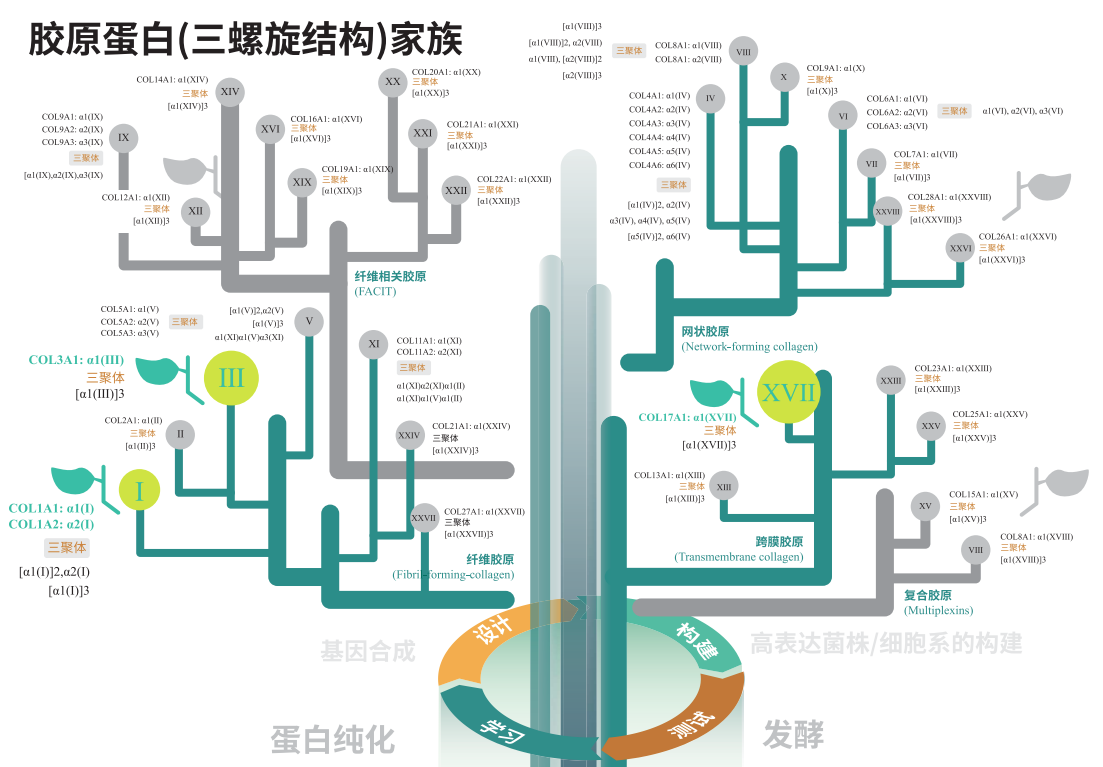 人全長重組膠原蛋白