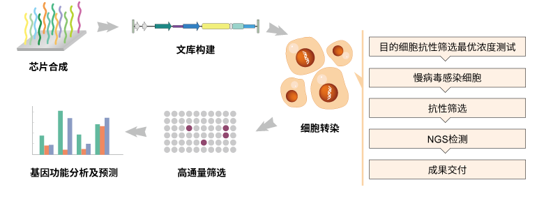 sgRNA文庫(kù)