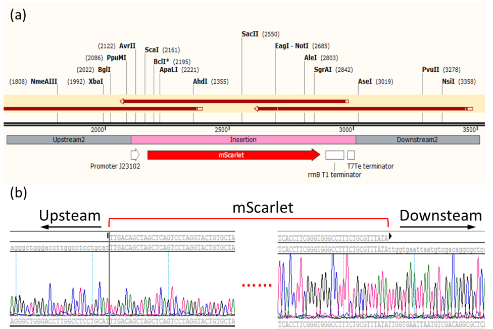 雙質(zhì)?；蚓庉? /> 
</p>
<p>
	圖2 mScarlet基因敲入后大腸桿菌基因組序列。（a）敲入位點(diǎn)上下游基因圖譜及測(cè)序組裝示意圖，（b）敲入位點(diǎn)上下游測(cè)序序列峰形圖。
</p>
<p style=